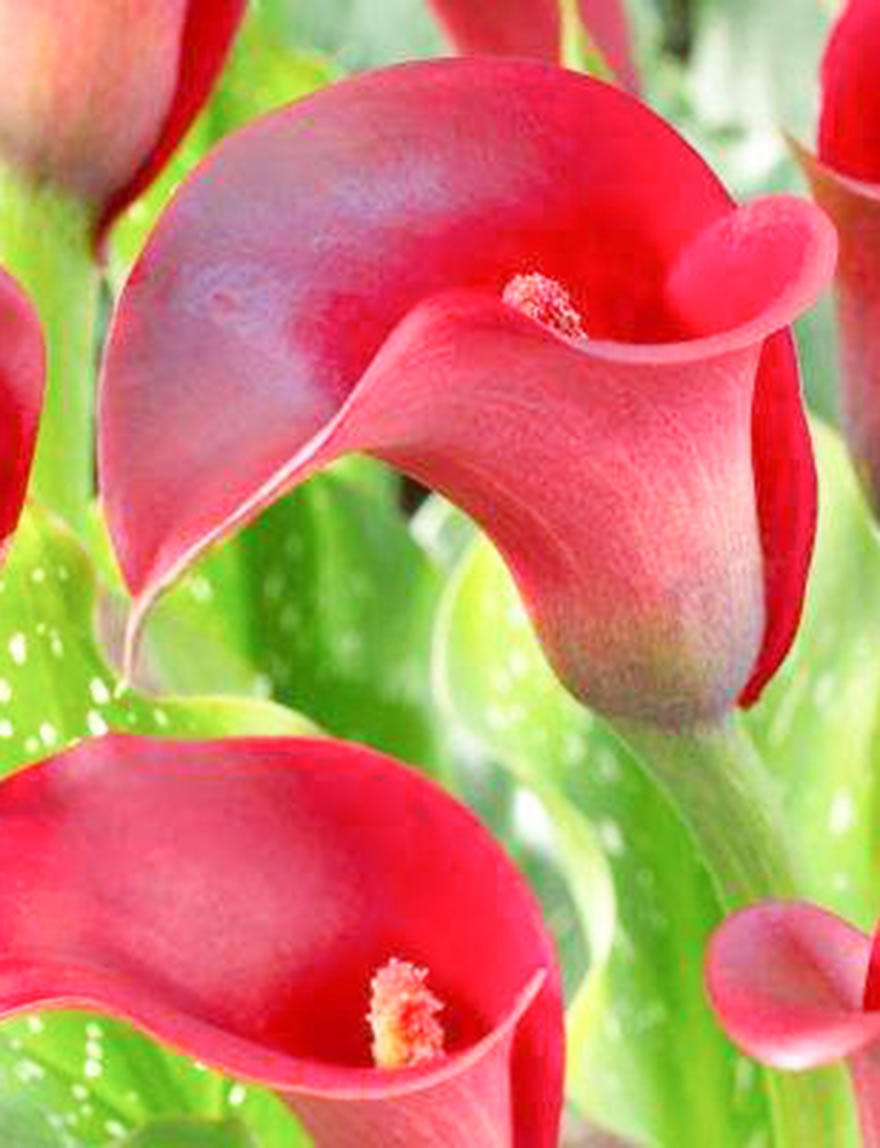Sumo Calla Lilies Majestic Red