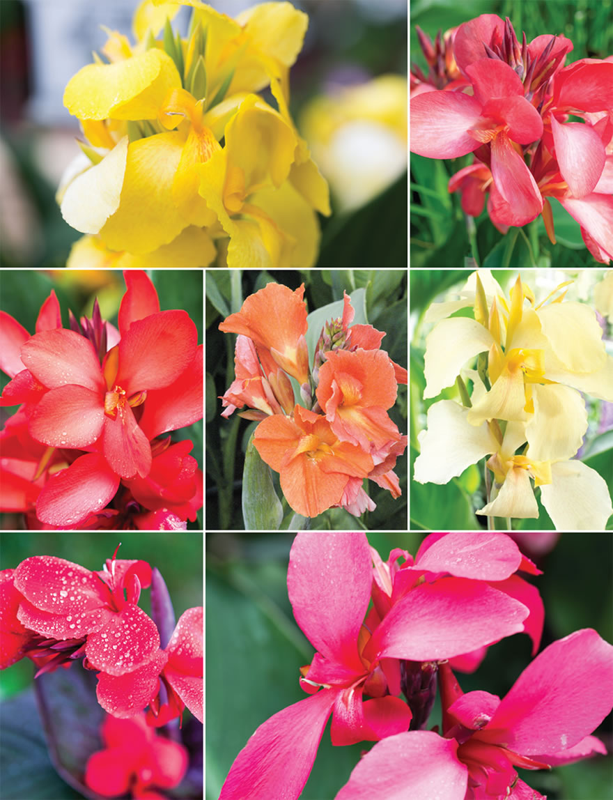 Cannova Canna Lilies (reduced) Collection