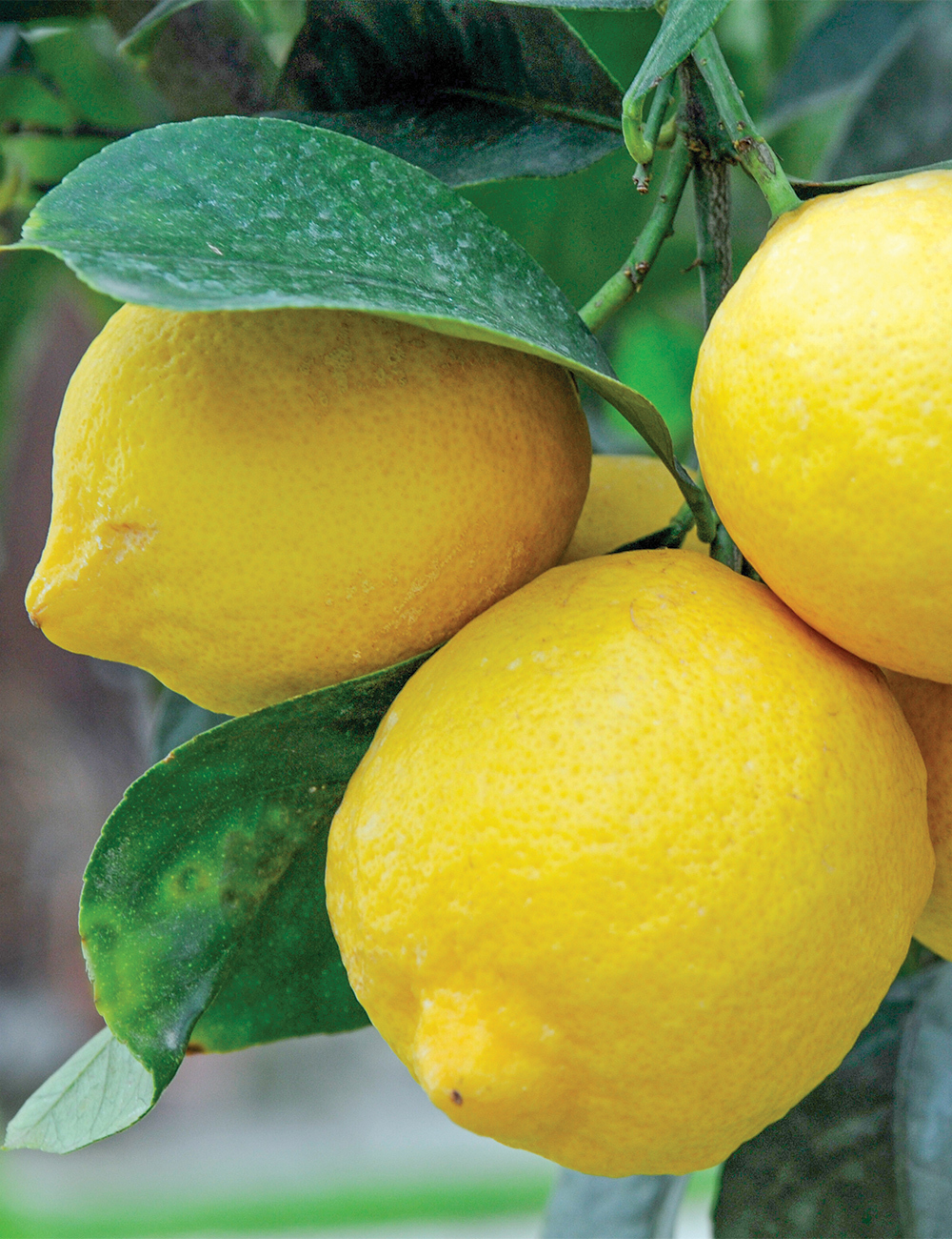 Lemon 'Lemonicious'