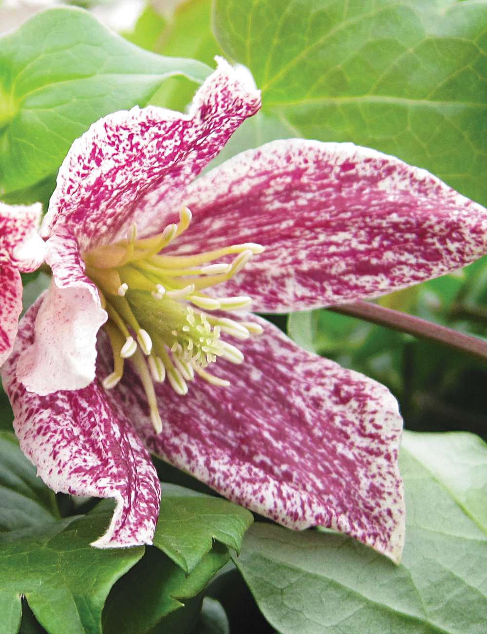 Clematis 'Freckles'