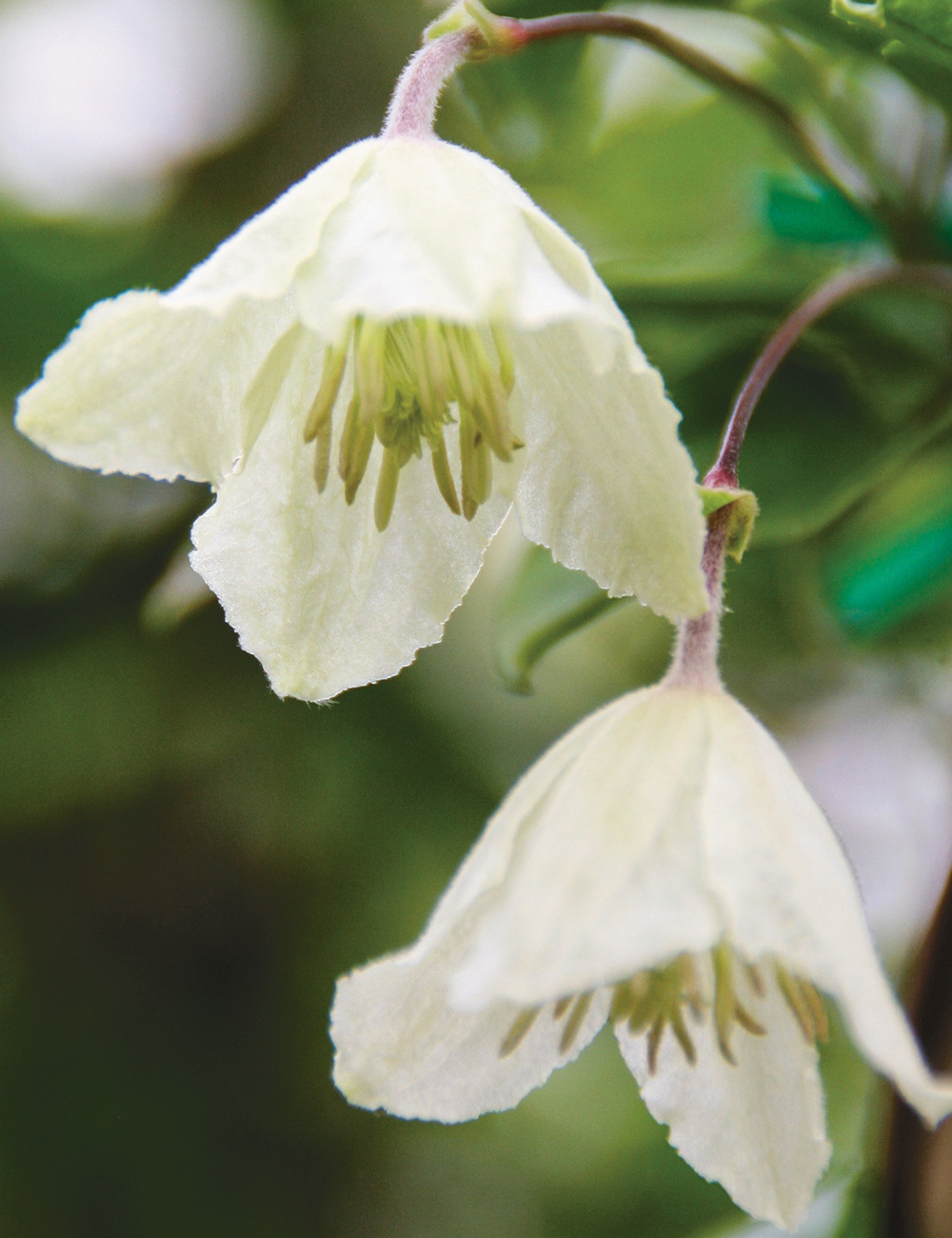 Clematis 'Wisley Cream'