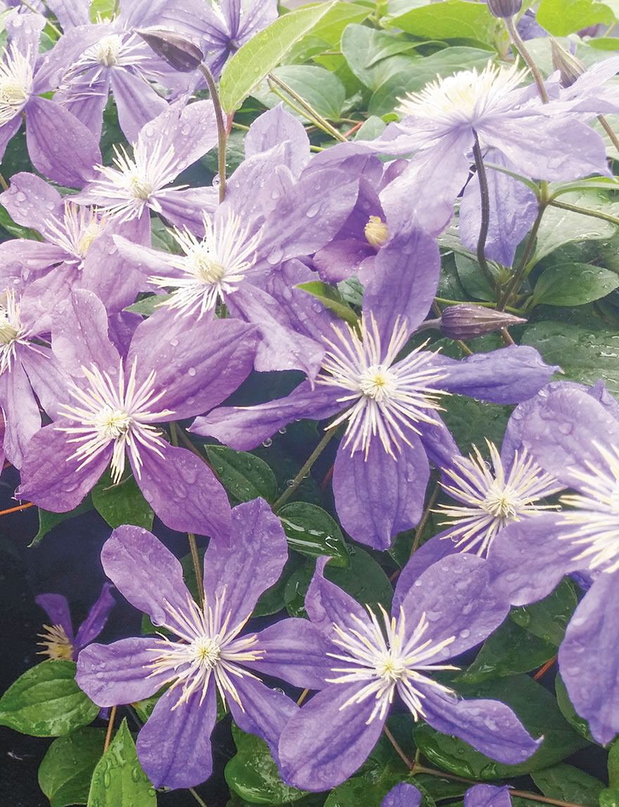 Clematis Arabella