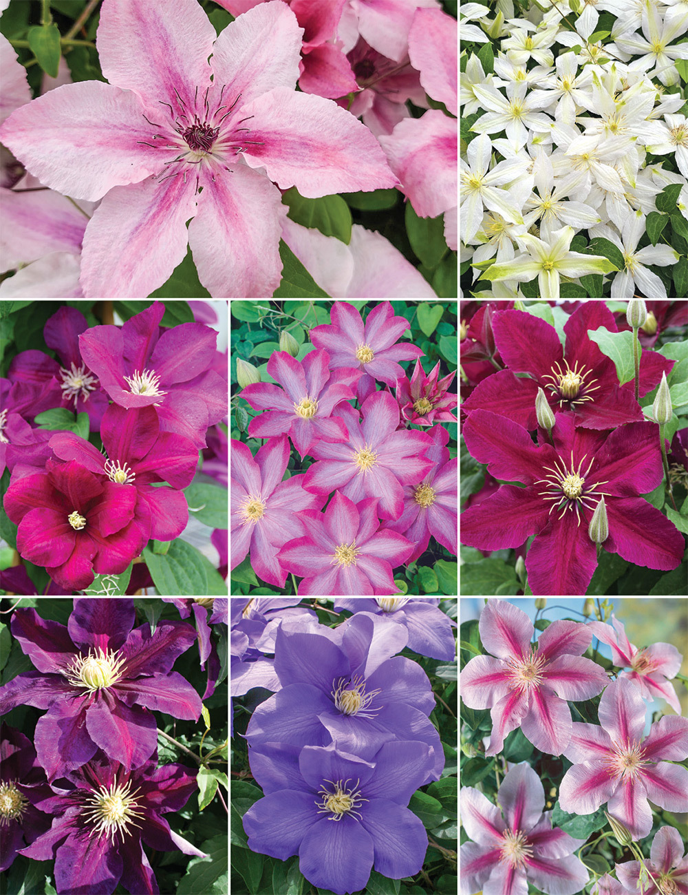 Clematis Jackmanii Hybrids (reduced) Collection