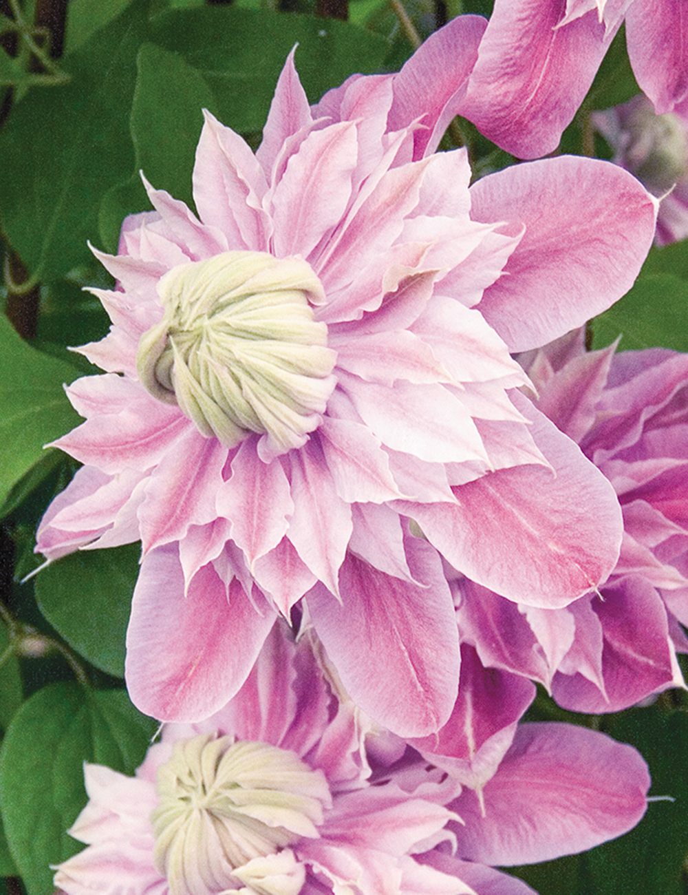 Clematis Hybrid Josephine Evijohill