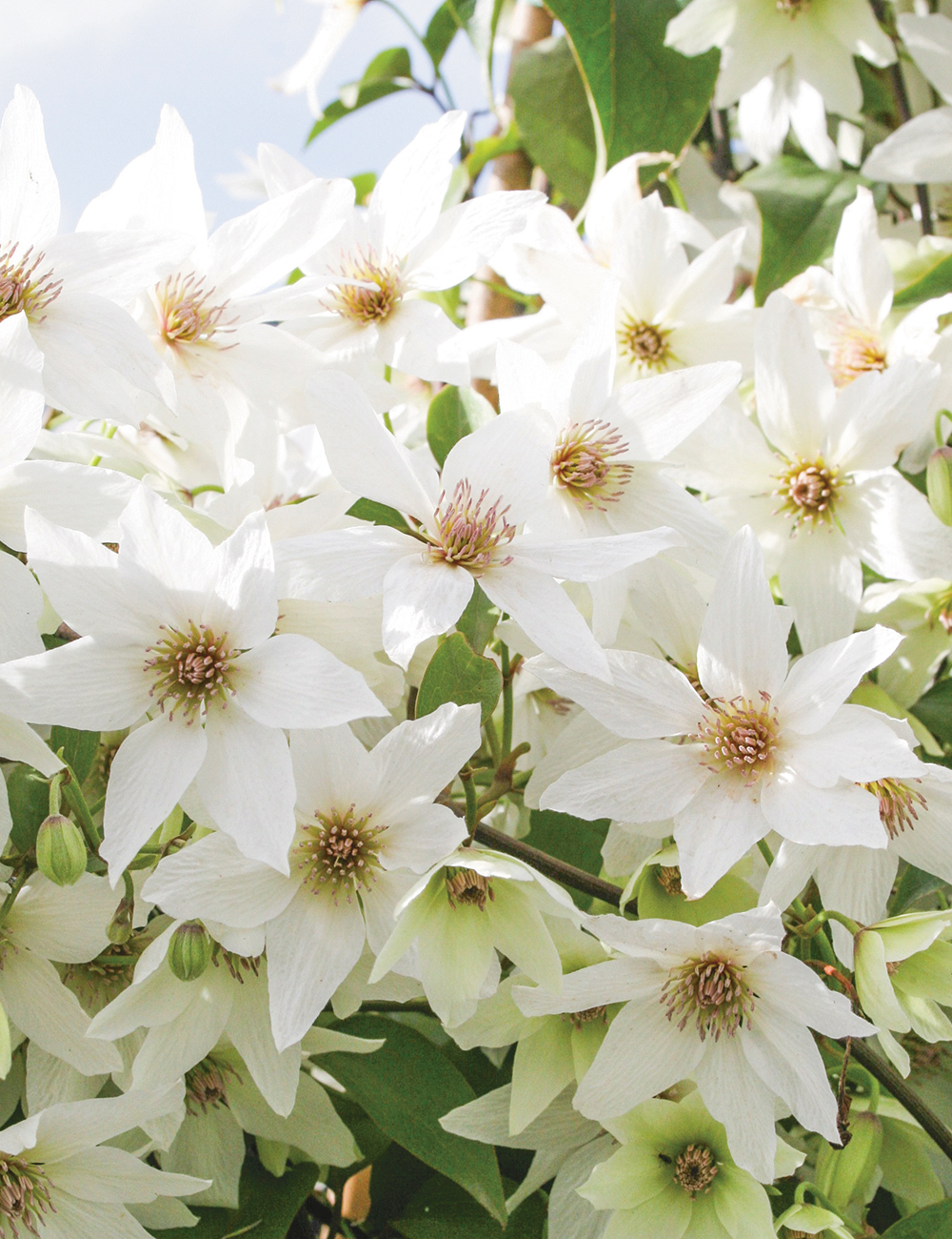 Clematis 'Purity'