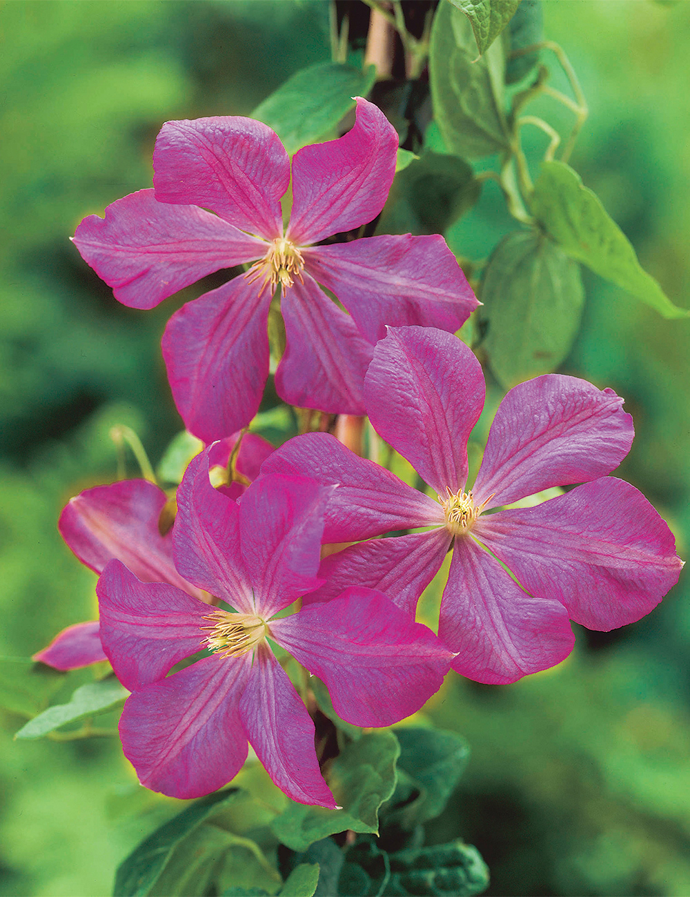 Clematis Viticella Margot Koster