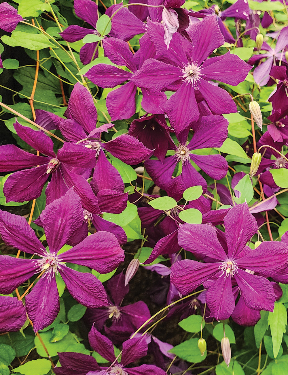 Species Clematis 'Negritjanka'