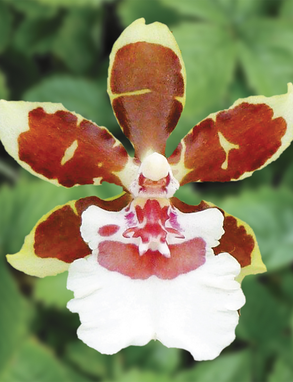 Oncidium Orchids Jungle Monarch