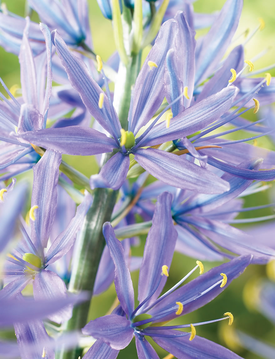 Wild Hyacinth Blue Heaven