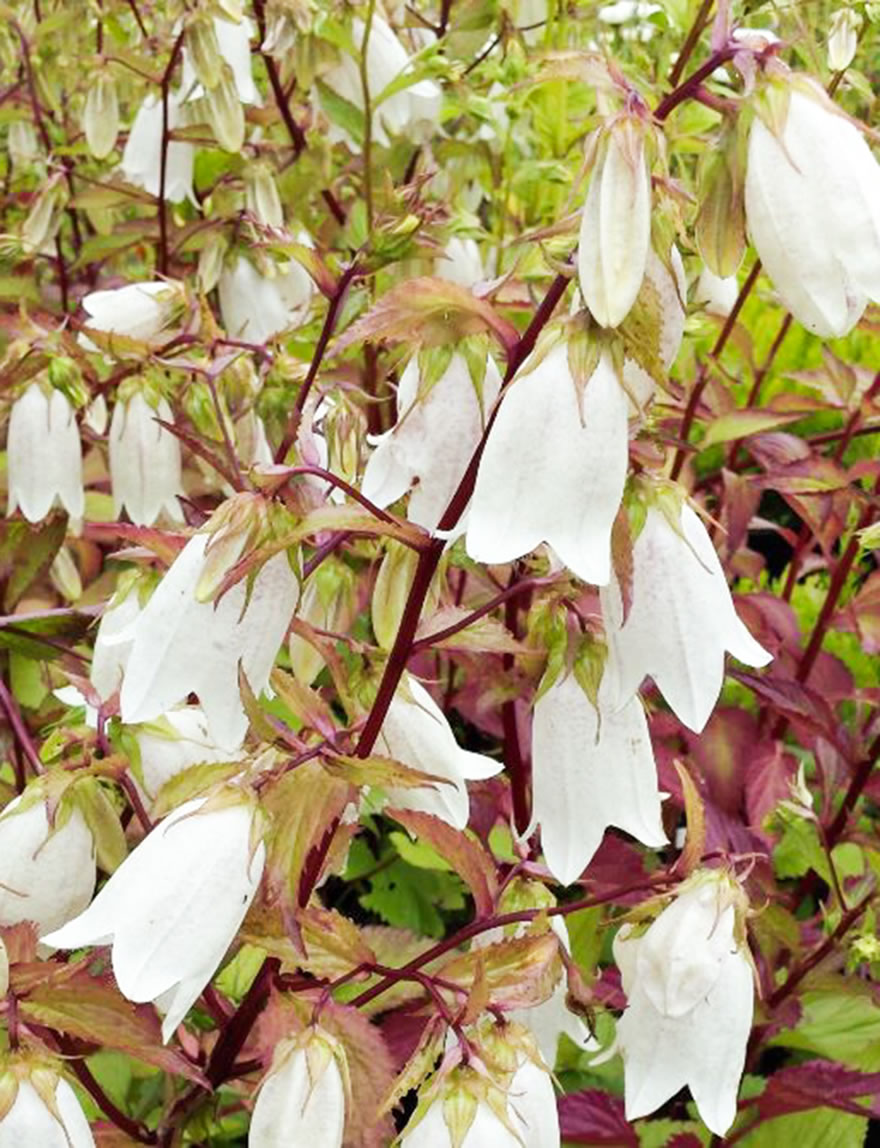 Campanula Alba