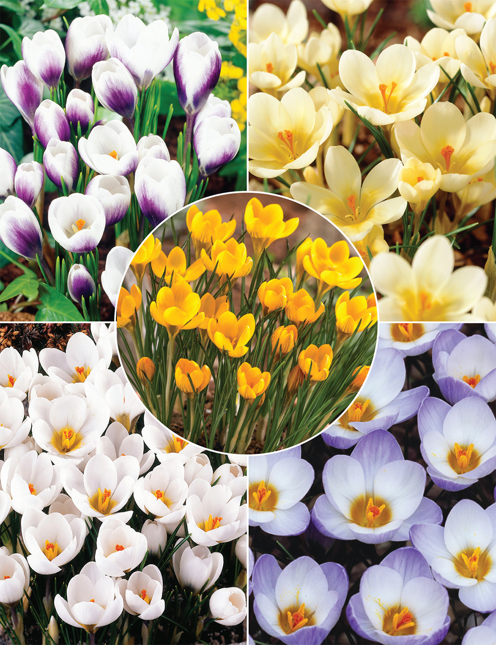 Snow Crocus (reduced) Collection
