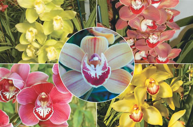 Supa Giant Cymbidium Orchids (reduced) Collection