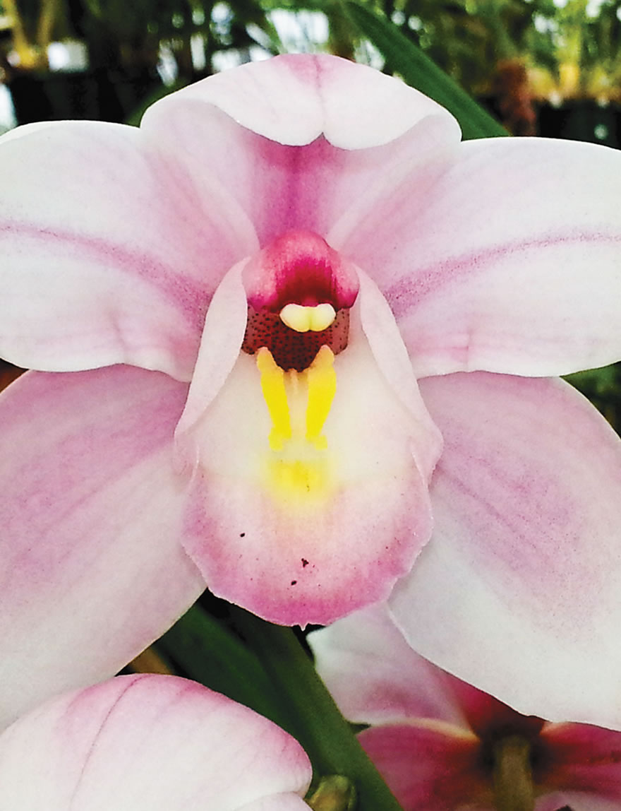 Cymbidium Orchids Narelle 'Jennifer Gail'