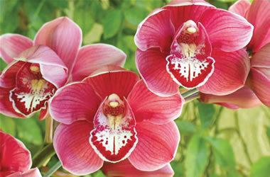 Supa Giant Cymbidium Orchids Kultana Park 'Tennyson'