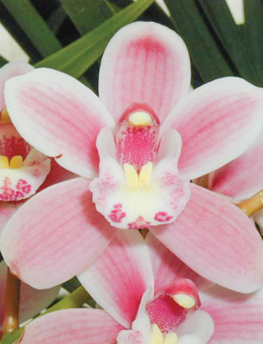 Cymbidium Orchids Little Sarah 'Upstart'
