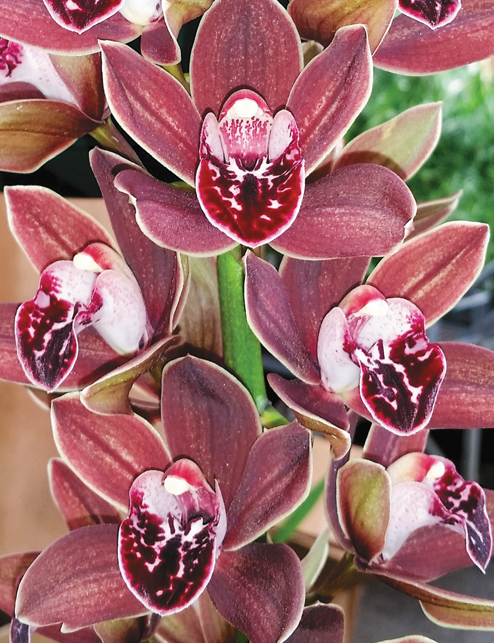 Cascading Cymbidiums Orchids Paradisia Ochre 'Chocolada'