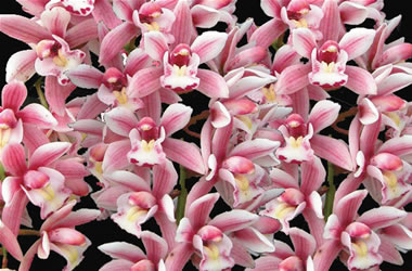 Cascading Cymbidium Orchids Little Sarah 'Fairies Wings'