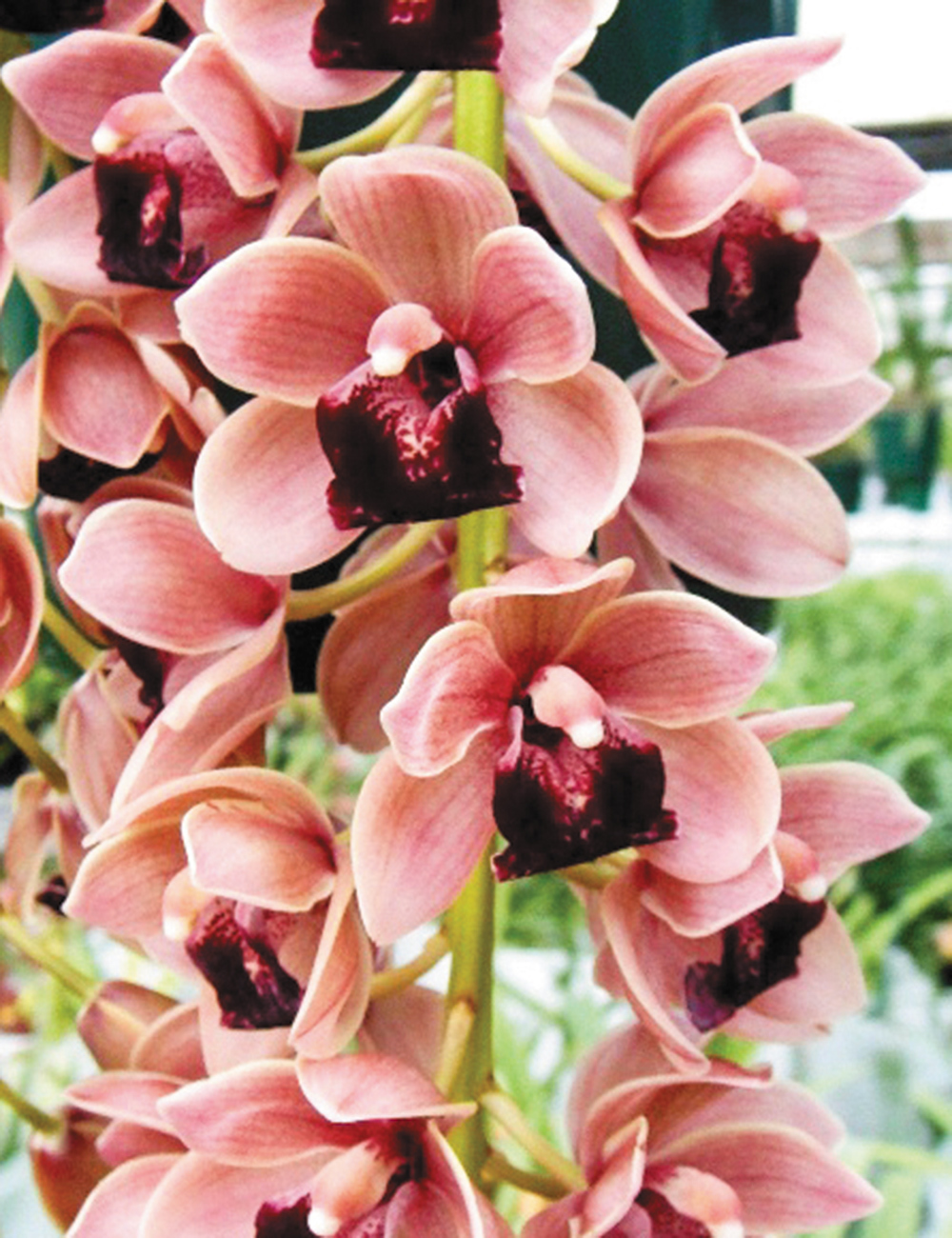 Cascading Cymbidiums Orchids Mary Green 'Jackpot'