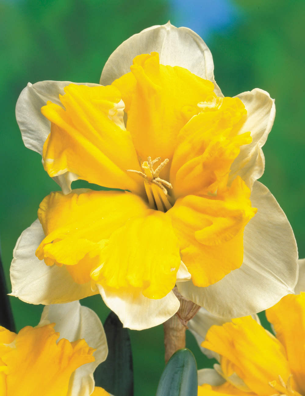 Daffodil Gabrielle Kleiberg