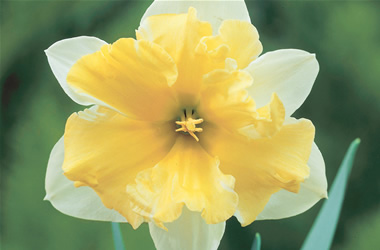 Daffodil Valdrome