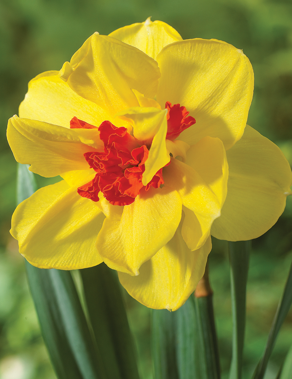 Double Daffodils 'Ascot'