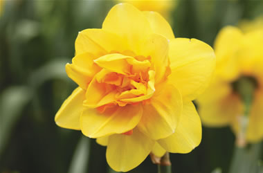 Double Daffodils Apotheose