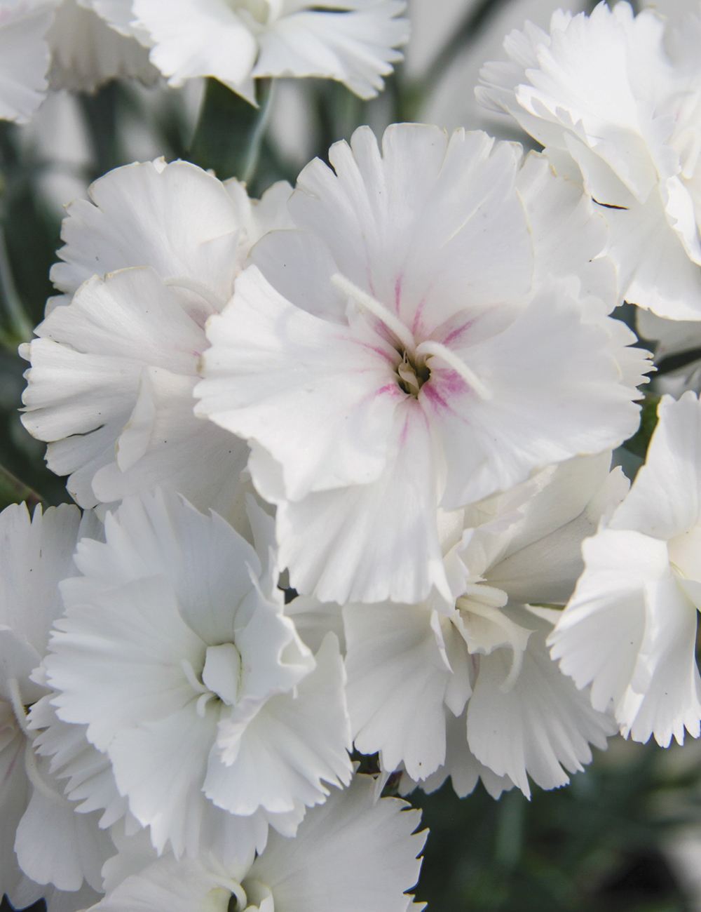 Dianthus 'Angel of Purity'