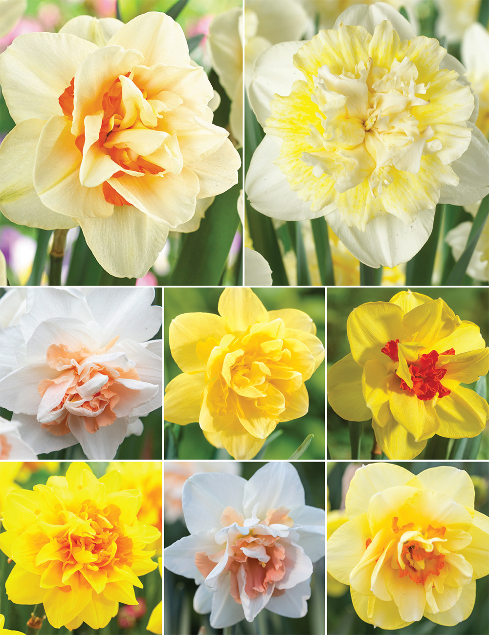 Double Daffodils (reduced) Collection