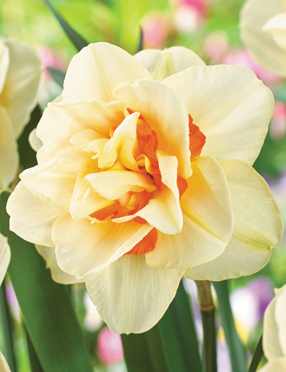 Double Daffodil 'Flower Parade'