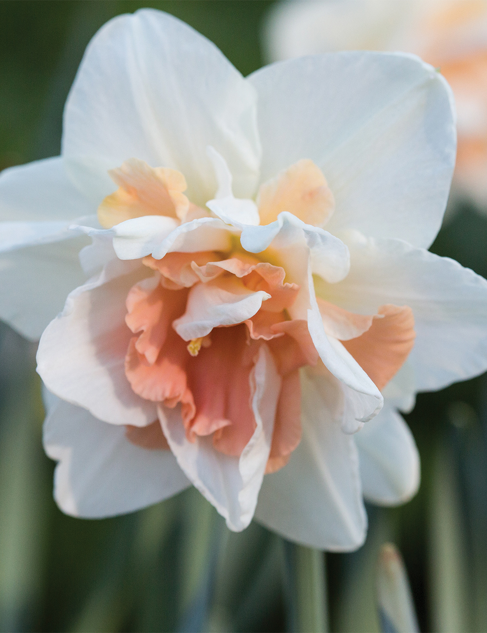 Double Daffodil 'Pink Champagne'