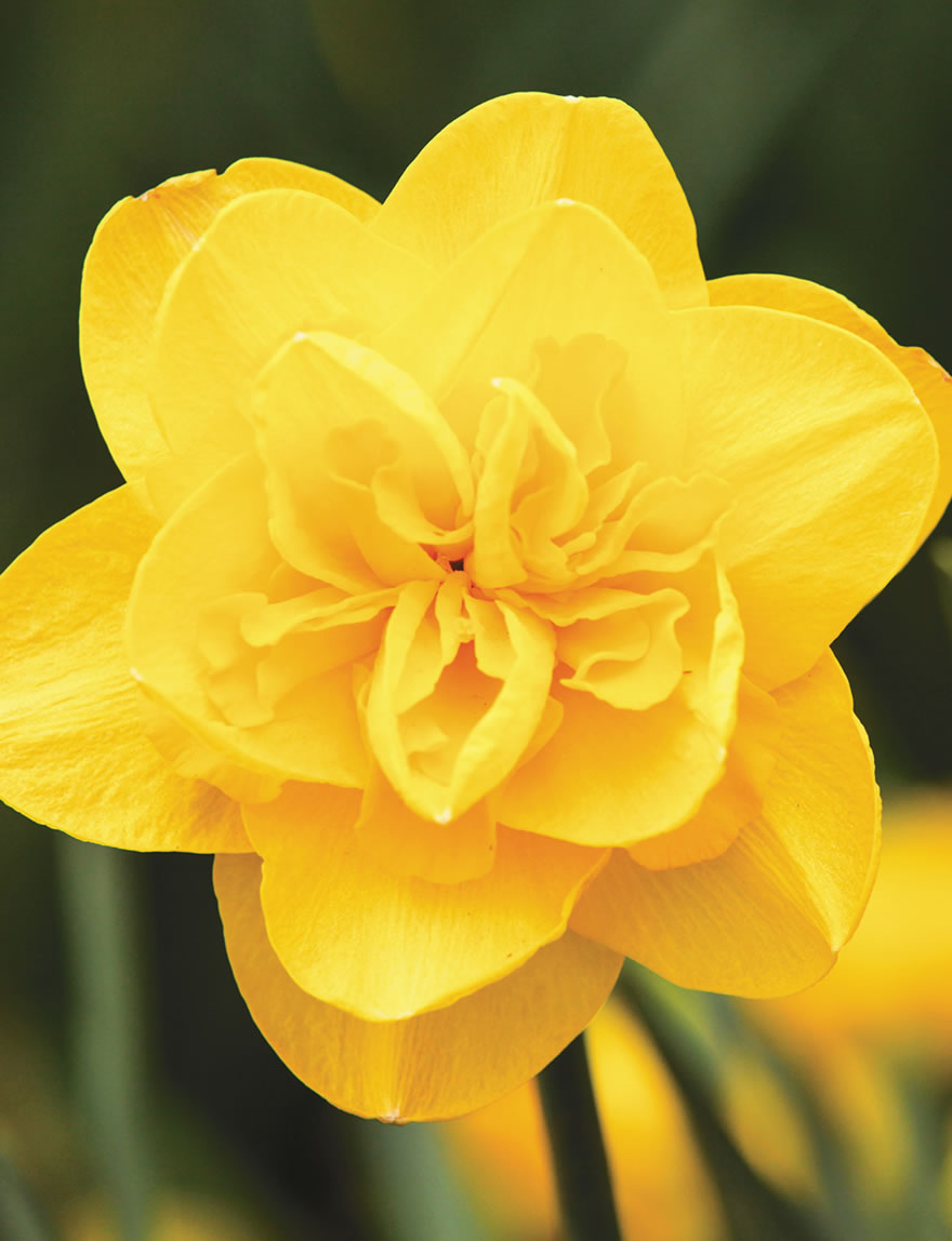 Double Daffodils Wintersun