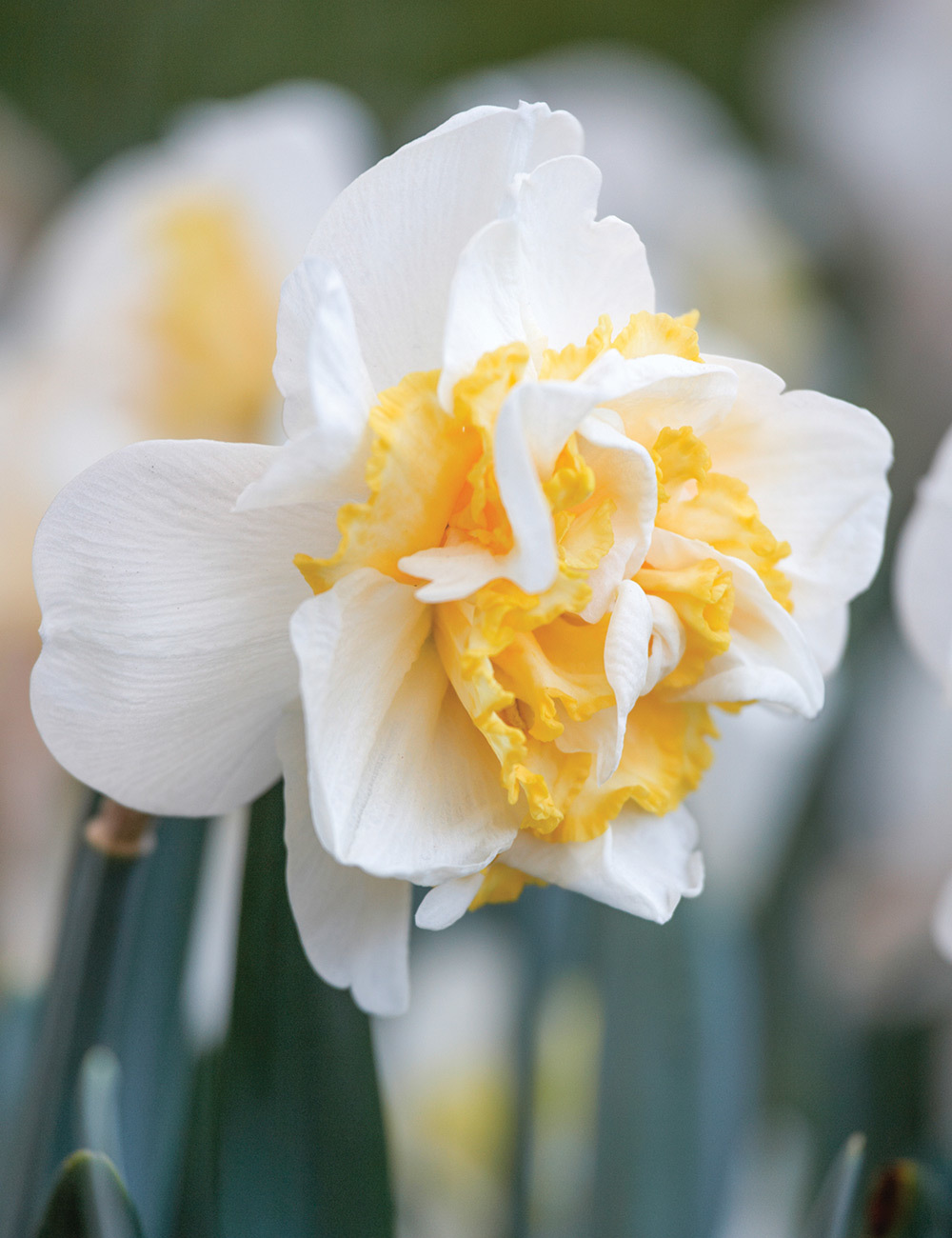 Double Daffodil 'Westward'