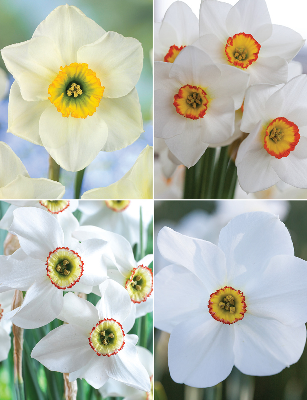 Pheasant's Eye Daffodils (reduced) Collection