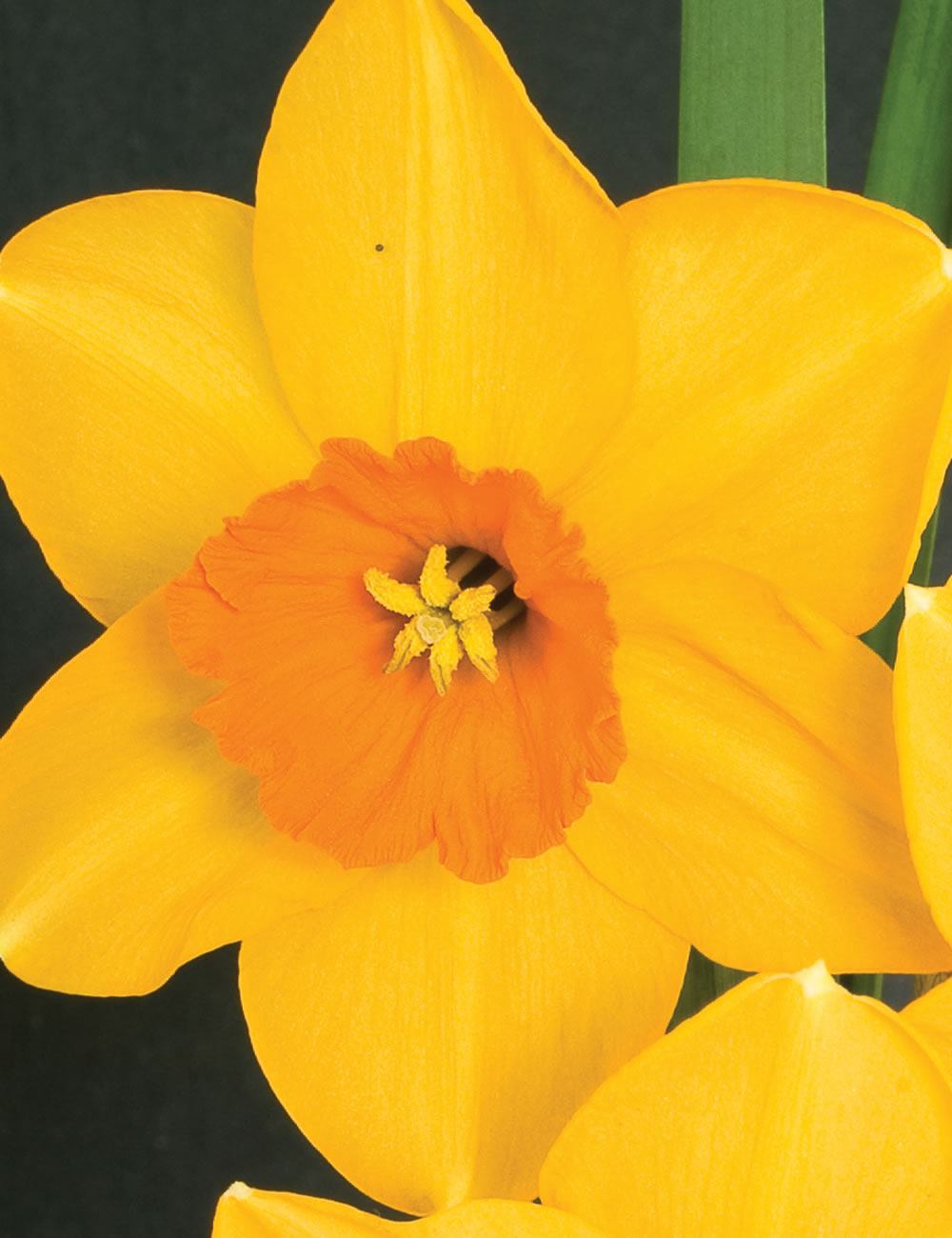 Daffodils Ambergate