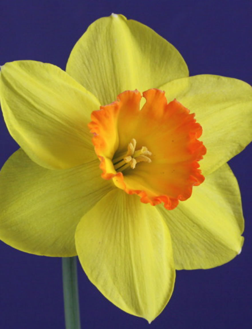 Daffodil Alex Kosma