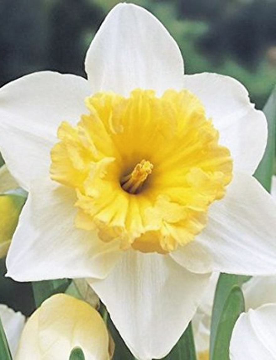 Daffodil Abel Tasman