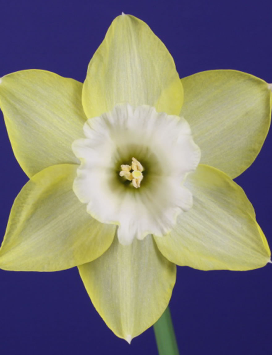 Daffodil Blimey