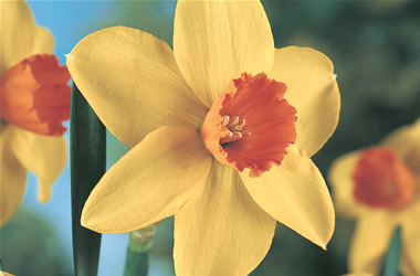 Daffodil Birma