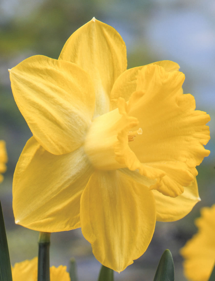 Daffodil Beau Geste