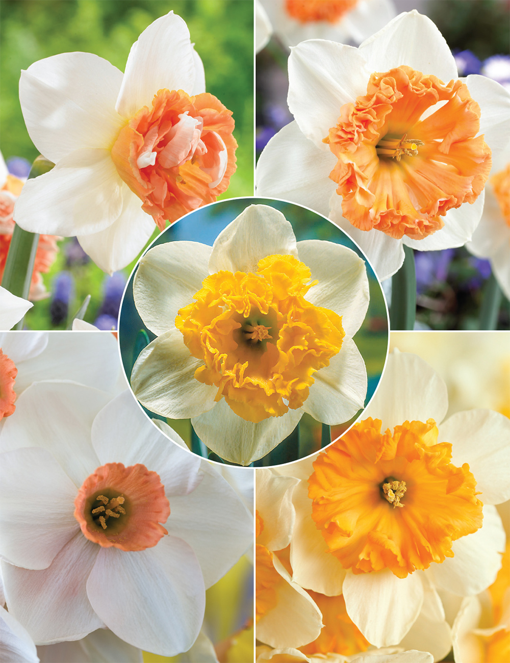 Our Top 10 Daffodils Collection No2