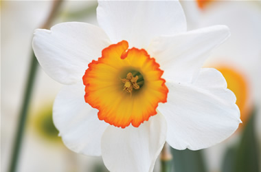 Daffodil Flower Record