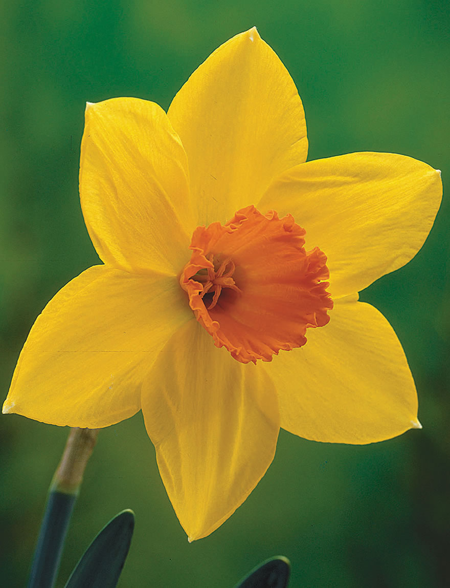 Garden Daffodils Home Fires