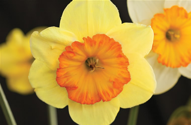 Daffodil Time Jackpot