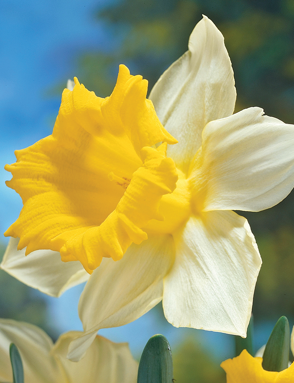 Daffodil Moneymaker