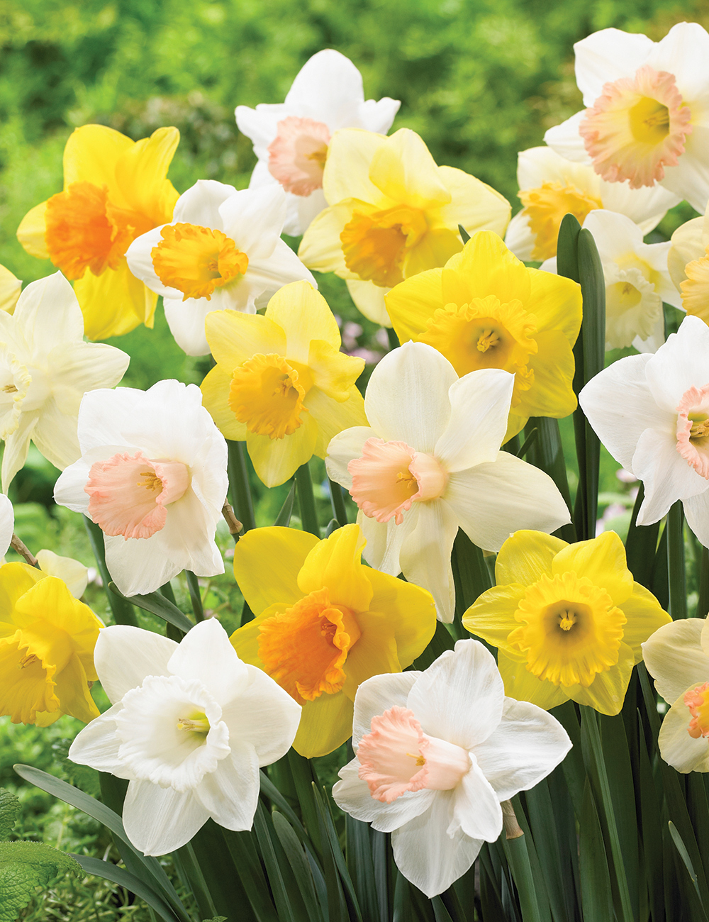 BULK BUY Mixed Daffodils Trumpet and Cups