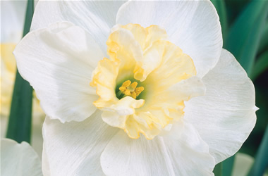 Daffodil Papillon Blanc