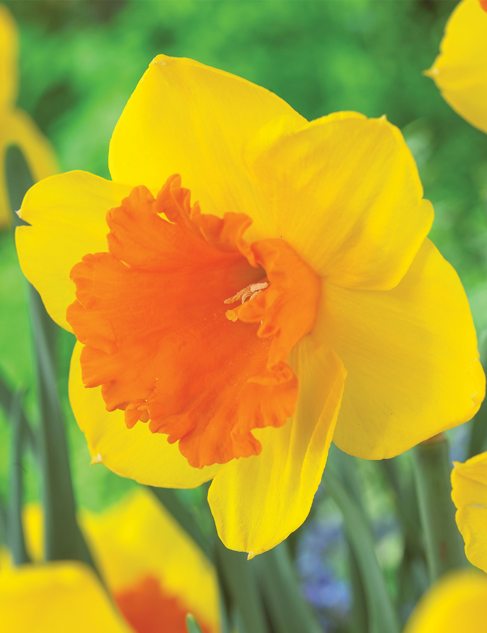 Daffodil 'Pimpernel'