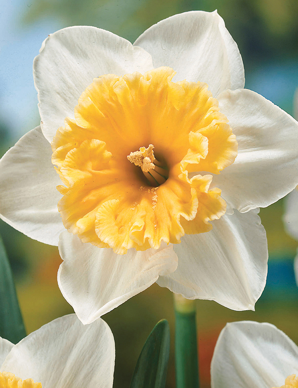 Daffodil Paolo Veronese