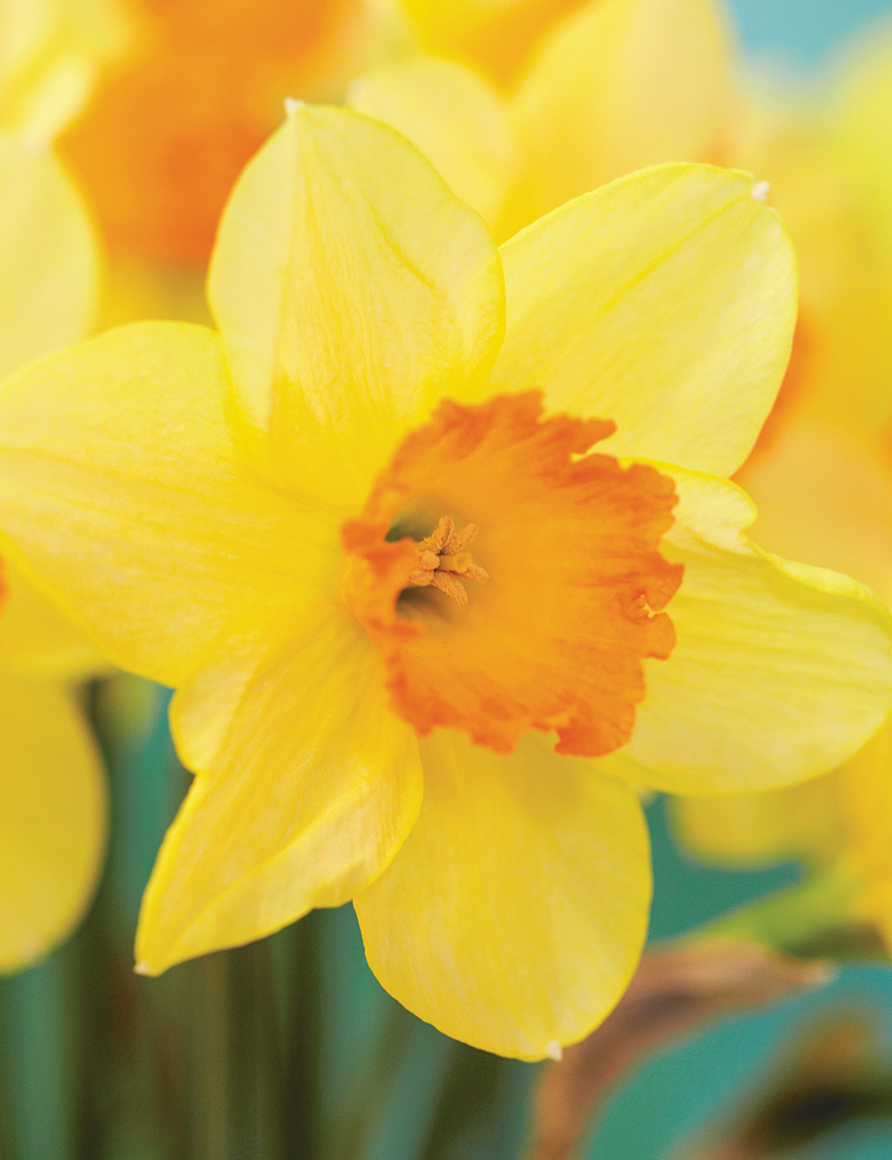 Daffodil 'Red Devon'