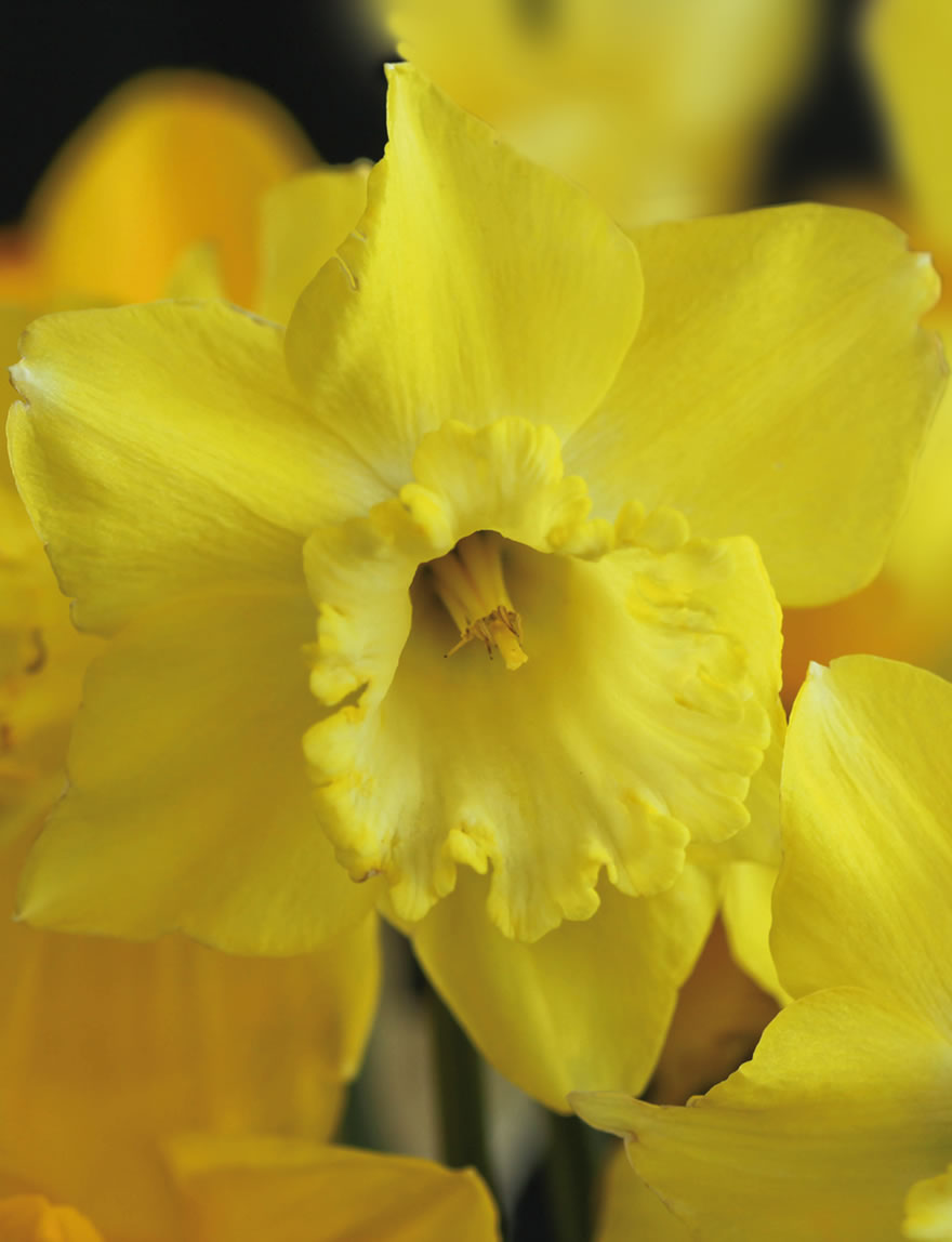 Daffodil Spellbinder